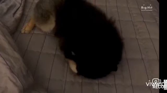 Тэхен играет с Таном 😍💕😘 милота смотреть онлайн