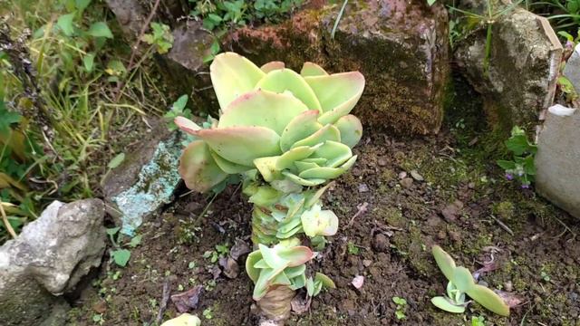 RECUPERANDO ECHEVERIA PALLIDA😲 смотреть онлайн