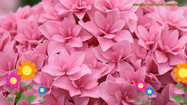 Гортензия крупнолистная Романс. Краткий обзор, описание характеристик hydrangea macrophylla Romance смотреть онлайн