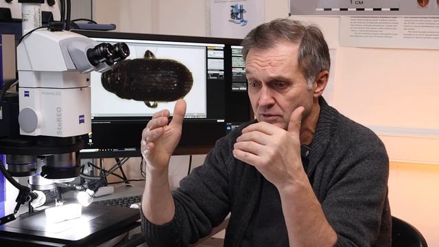 Большой еловый лубоед Dendroctonus Micans Kugel.