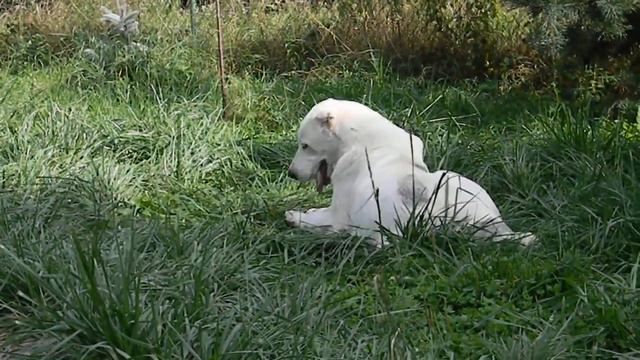 AZARIYA Ta-Hugha, 8 m., Жизнь прекрасна! смотреть онлайн