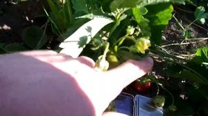 Сорт клубники Дарселект. Выращивание клубники Дарселект в Сибири.