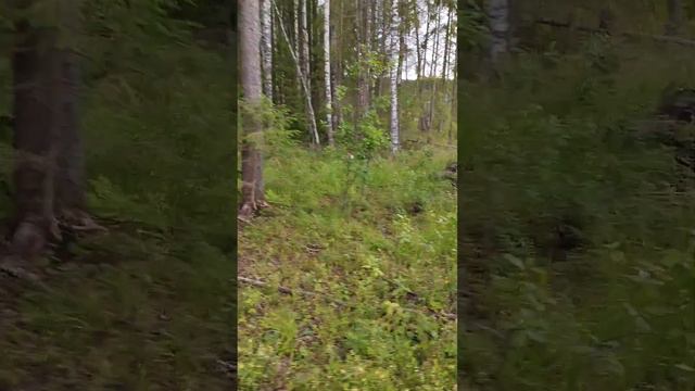 Прогулка с лайками. Первый раз в месте! Амур и Аза. Заподносибирские лайки!!!