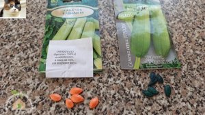 Как сажать Кабачки семенами в открытый грунт. Лучшие сорта Кабачков