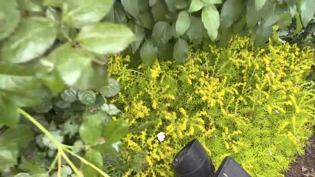 June Garden Update смотреть онлайн