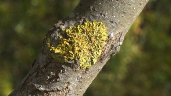 Hasselblad X2D IBIS with image reviews