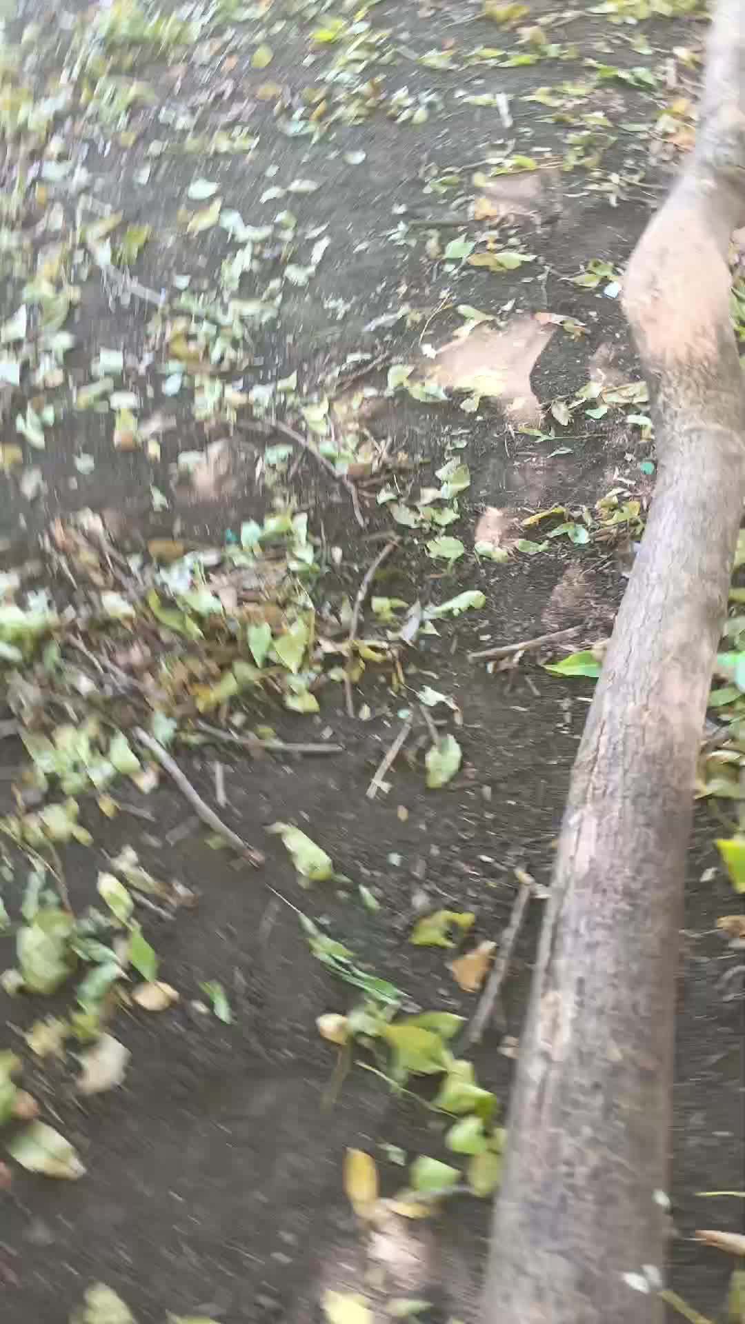 друг играет