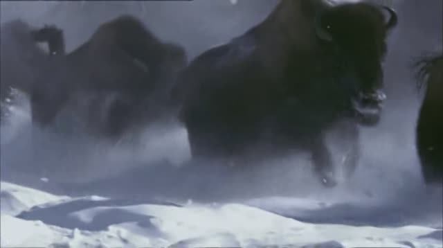 DANHEIM - Ulfhednar.avi