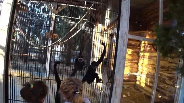 Смешные ОБЕЗЬЯНЫ ❤ Обезьяны нападают/ Что едят ГИББОНЫ / приколы с Обезьянами… смотреть онлайн