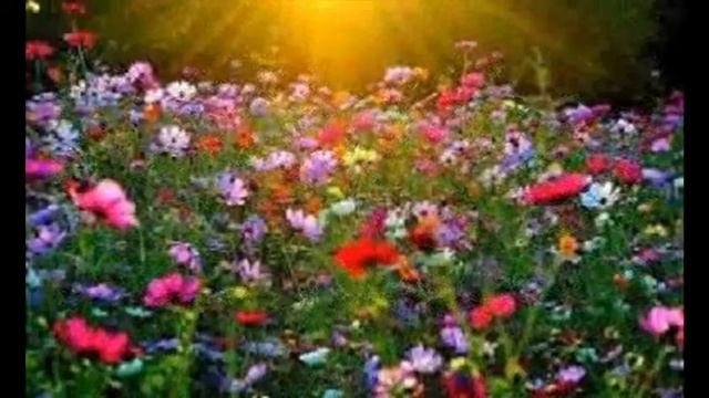 Летнее утро. Авторская песня. смотреть онлайн