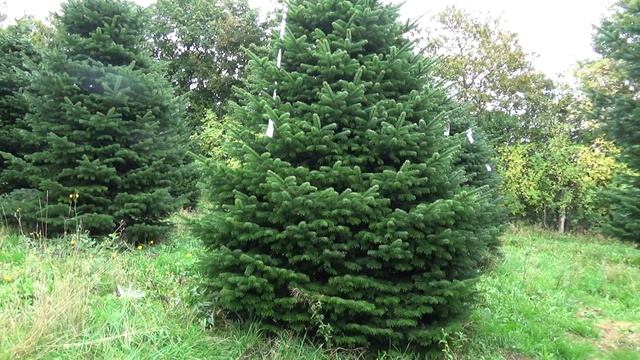 Пихта Нордмана (срубленная новогодняя пихта)  22148