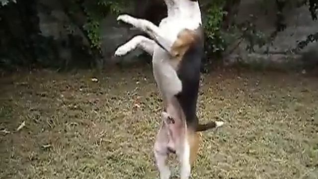 Fuji Hs10 240fps Jumping Dog high speed camera смотреть онлайн