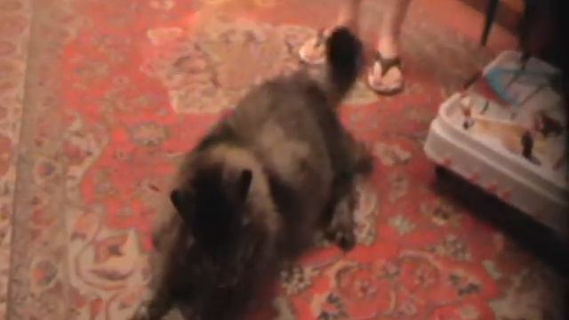 массаж котячий :) смотреть онлайн
