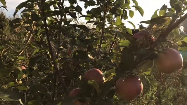 Сорт яблони Коваленковское