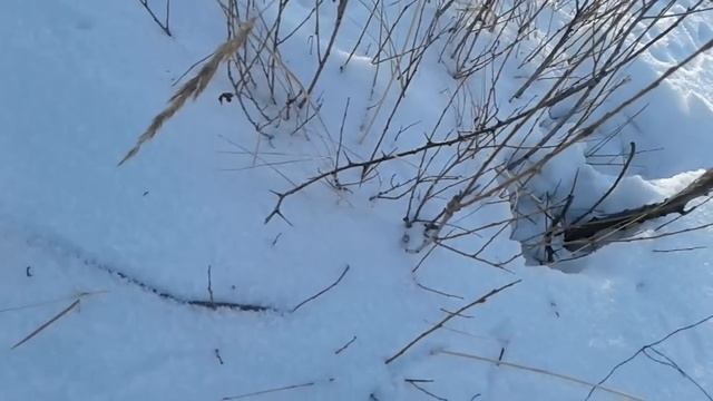 Результат охоты на петли смотреть онлайн