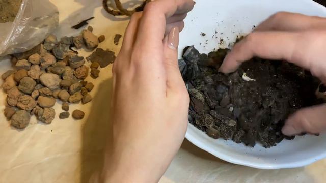 Венерин башмачок пересадка смотреть онлайн