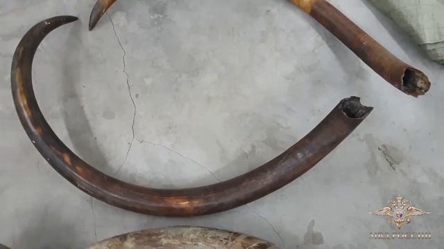 контрабанда бивней мамонта смотреть онлайн