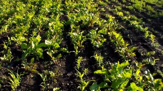Как растёт бурак,уплотняем посев кукурузой.How to grow beet, maize and thicken. смотреть онлайн