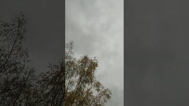 ГУСИ НА ЮГ ПОЛЕТЕЛИ смотреть онлайн