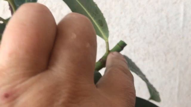 414. Фикус каучуконосный. Формирую крону. смотреть онлайн