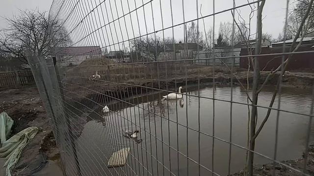 Строим домики для Водоплавающей птицы 04 04 21 г смотреть онлайн