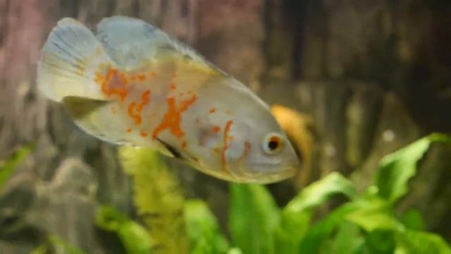 Astronotus Ocellatus Full HD