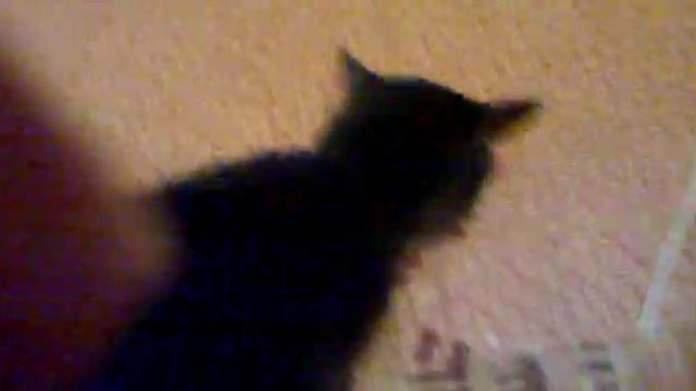 Кот - пёс. Учим кота гавкать. Первые шаги ))) смотреть онлайн