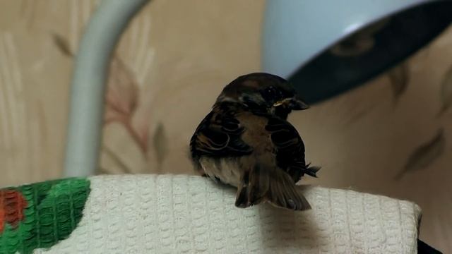 Воробей, голуби, коты и собаки смотреть онлайн