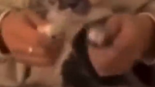 fatass calico cats dancing смотреть онлайн