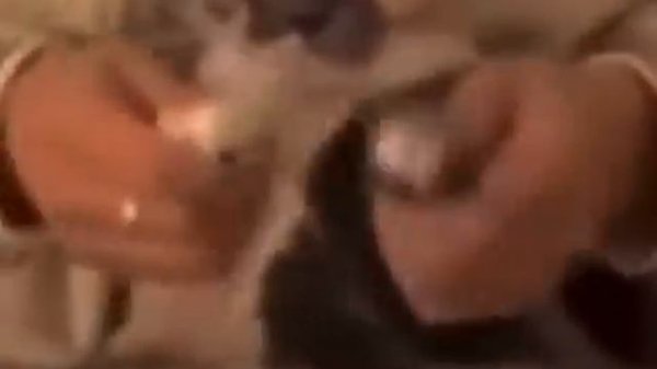 fatass calico cats dancing