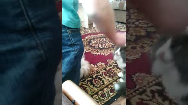 Дрессировка кошек смотреть онлайн