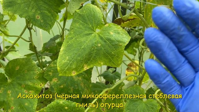 АСКОХИТОЗ одна из самых опасных болезней 🥒 Проверьте свои огурцы 💥 описание и лечение 🚑 смотреть онлайн
