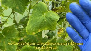 АСКОХИТОЗ одна из самых опасных болезней 🥒 Проверьте свои огурцы 💥 описание и лечение 🚑
