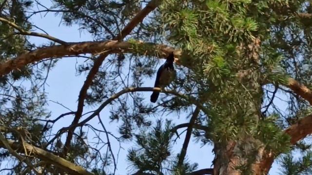 ТАЙНЫ МОИХ КЕДРОВ И О ЧЁМ МОЖЕТ РАССКАЗАТЬ СТАРЫЙ БОЯРЫШНИК. смотреть онлайн