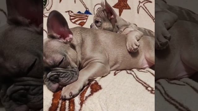семья французских бульдогов ?❤???❤?? смотреть онлайн