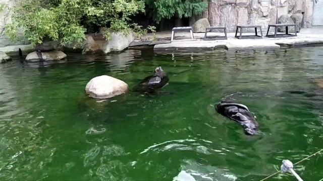 Северные морские котики смотреть онлайн