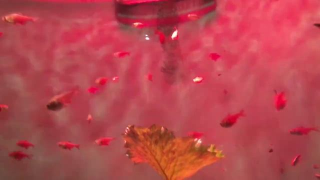 ЧТО ДЕЛАТЬ ЛЕТОМ, КОГДА СКУЧНО?// Venera Aldikaeva смотреть онлайн