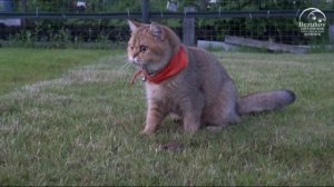 Скоттиш страйт - шотландская прямоухая кошка. О породе.