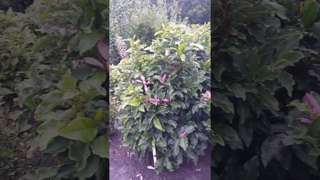 Magnolia Susan смотреть онлайн