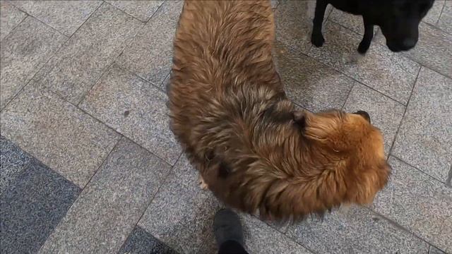 Улицы , набережная. Погода. Ялта 20 декабря 2021 Крым смотреть онлайн