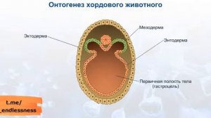 ОНТОГЕНЕЗ | ПРОСТОЕ ОБЪЯСНЕНИЕ | ИНДИВИДУАЛЬНОЕ РАЗМНОЖЕНИЕ ОРГАНИЗМОВ