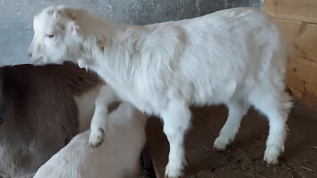 Показ та продаж козенят ламанча , д.н. 18.10.2020 , від пари Джуманджі + Принц . смотреть онлайн