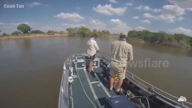 Бегемот в деле