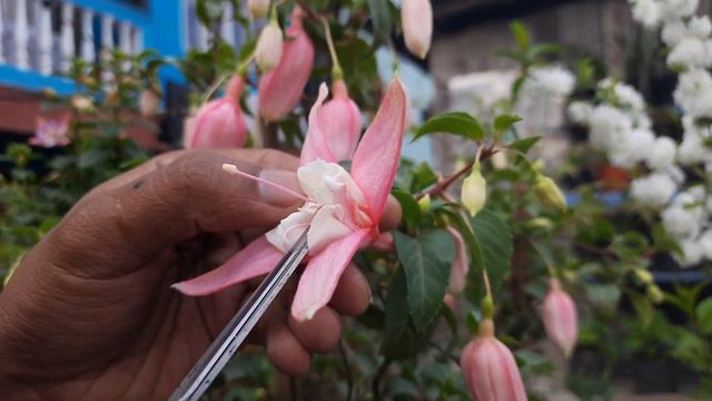 Hybridization between two different varieties of Fuchsia. смотреть онлайн