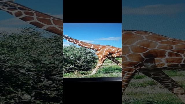 Песенка о жирафе МИНУСОВКА