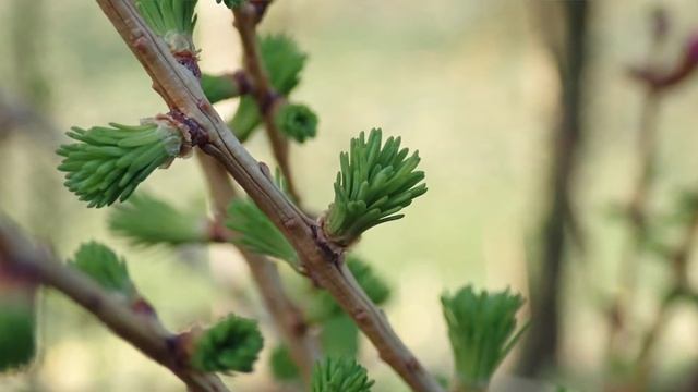 Larch: Larix decidua смотреть онлайн