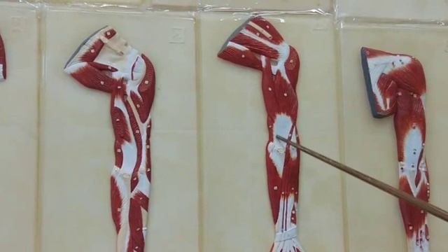 МЫШЦЫ ПЛЕЧА, ТОПОГРАФИЯ ПЛЕЧА смотреть онлайн