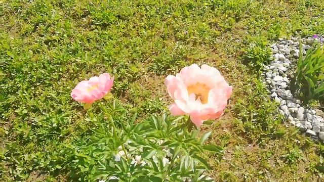 Пион травянистый - Корал Суприм ( Paeonia Coral SUPREME) смотреть онлайн