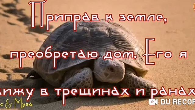 ЧЕРЕПАХА--Людмила Щипахина смотреть онлайн