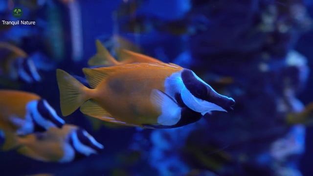 AQUARIUM SLEEP ASMR L RELAXING MUSIC SLEEP L RELAXING AQUARIUM MUSIC L CALMING, SOOTHING MUSIC